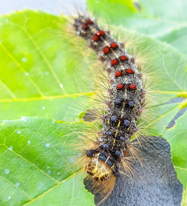 Spongy Moth Life Cycle Integrated Pest Management